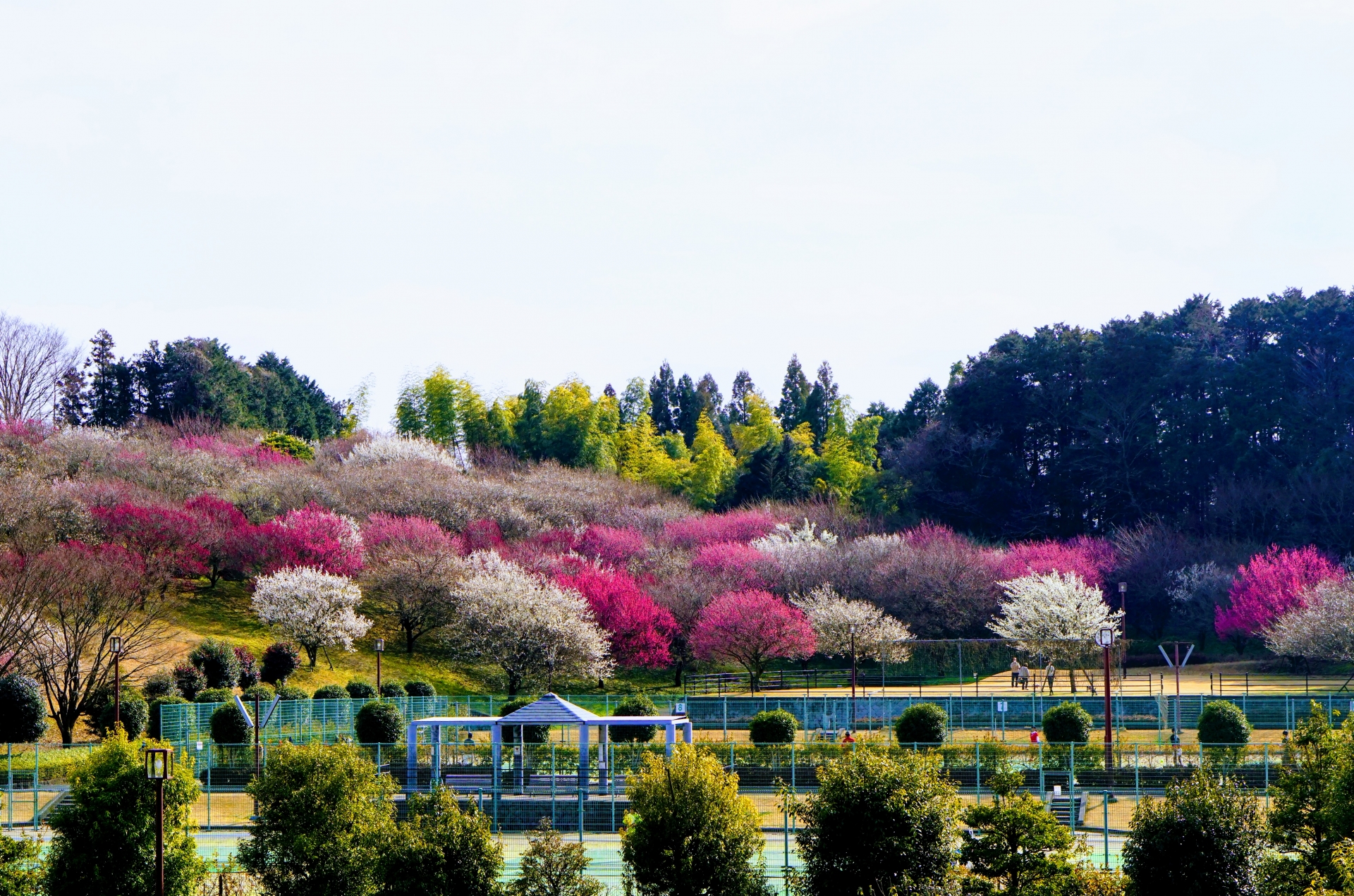 南足柄市の風景